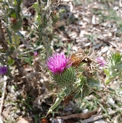 Onopordum acanthium at Cooma, NSW - 17 Mar 2025 by mahargiani