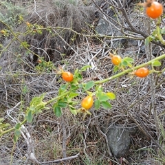 Rosa rubiginosa at Cooma, NSW - 17 Mar 2025 by mahargiani