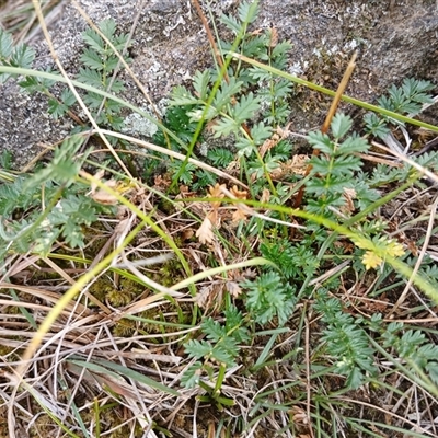 Acaena (genus) (A Sheep's Burr) at Cooma, NSW - 17 Mar 2025 by mahargiani