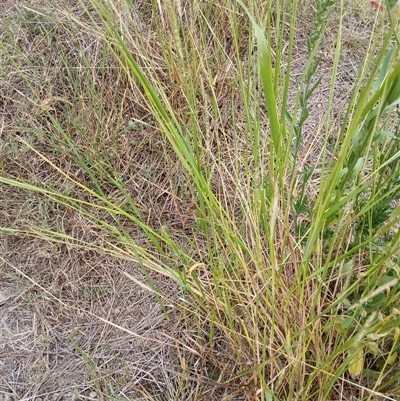 Setaria parviflora (Slender Pigeon Grass) at Cooma, NSW - 17 Mar 2025 by mahargiani