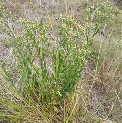 Erigeron bonariensis at Cooma, NSW - 17 Mar 2025 by mahargiani