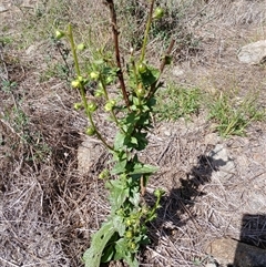 Verbascum sp. at Cooma, NSW - 17 Mar 2025 by mahargiani