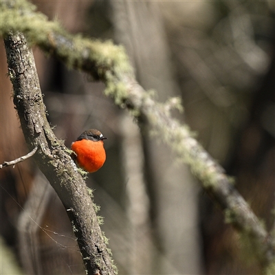 Petroica phoenicea (Flame Robin) at Tharwa, ACT - 17 Mar 2025 by g4vpmuk