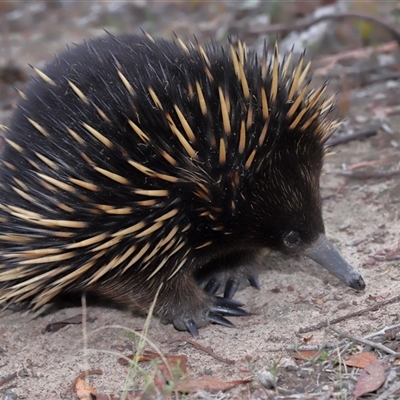 Tachyglossus aculeatus (Short-beaked Echidna) at Throsby, ACT - 12 Mar 2025 by TimL