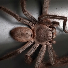 Isopeda sp. (genus) at Rosedale, NSW - 7 Mar 2025 by jb2602