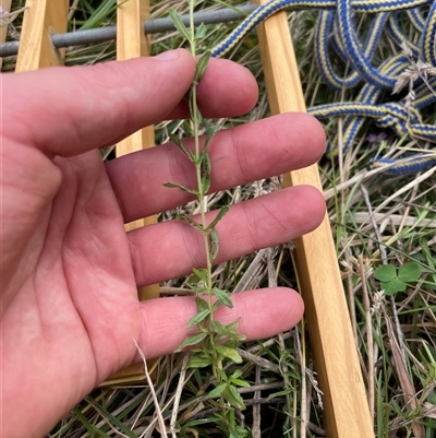 Epilobium billardiereanum subsp. cinereum (Hairy Willow Herb) at Tennent, ACT - 23 Feb 2025 by JamesVandersteen