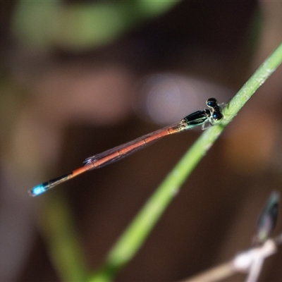 Ischnura aurora (Aurora Bluetail) at Wallaroo, NSW - 17 Mar 2025 by Jek