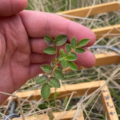 Rosa rubiginosa (Sweet Briar, Eglantine) at Tennent, ACT - 23 Feb 2025 by JamesVandersteen