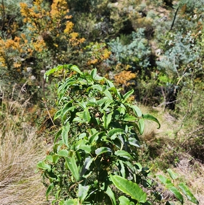 Clematis aristata (Mountain Clematis) at Tharwa, ACT - 14 Mar 2025 by Sherwood