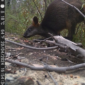 Wallabia bicolor at Bargo, NSW - 20 Apr 2024 02:00 PM
