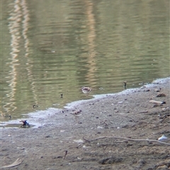 Charadrius melanops (Black-fronted Dotterel) at Splitters Creek, NSW - 28 Feb 2025 by Darcy