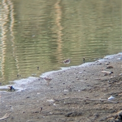 Charadrius melanops at Splitters Creek, NSW - 28 Feb 2025 08:12 AM