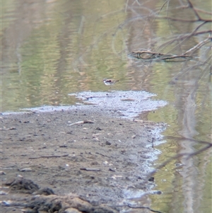 Charadrius melanops at Splitters Creek, NSW - 28 Feb 2025 08:12 AM