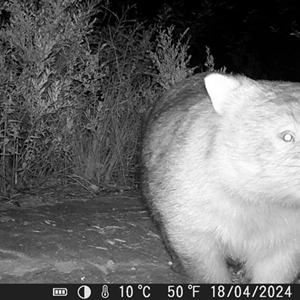 Vombatus ursinus at Bargo, NSW - 18 Apr 2024 04:06 PM