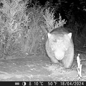 Vombatus ursinus at Bargo, NSW - 18 Apr 2024 04:06 PM