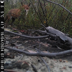 Vulpes vulpes at Bargo, NSW - 19 Apr 2024 04:08 PM