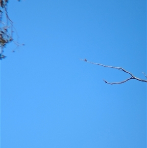 Stagonopleura guttata at Table Top, NSW - suppressed