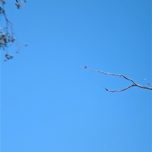 Stagonopleura guttata at Table Top, NSW - suppressed