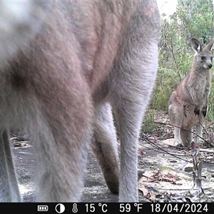 Macropus giganteus at Bargo, NSW - 18 Apr 2024 04:10 PM