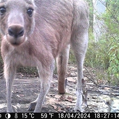 Macropus giganteus at Bargo, NSW - 18 Apr 2024 04:10 PM