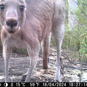 Macropus giganteus at Bargo, NSW - 18 Apr 2024 04:10 PM