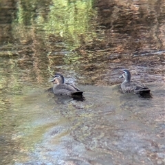 Anas superciliosa (Pacific Black Duck) at Myrtleford, VIC - 2 Mar 2025 by Darcy