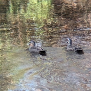 Anas superciliosa at Myrtleford, VIC - 2 Mar 2025 09:12 AM