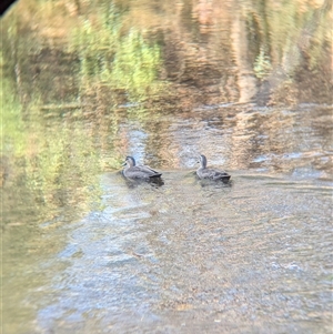 Anas superciliosa at Myrtleford, VIC - 2 Mar 2025 09:12 AM