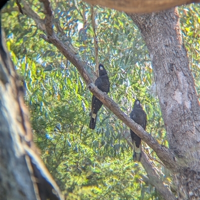 Zanda funerea (Yellow-tailed Black-Cockatoo) at Porepunkah, VIC - 2 Mar 2025 by Darcy