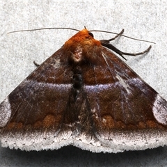 Dysgonia propyrrha (An Erebid moth) at Rosedale, NSW - 9 Mar 2025 by jb2602