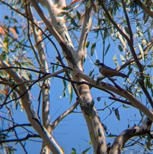 Pachycephala rufiventris at Porepunkah, VIC - 2 Mar 2025 11:20 AM