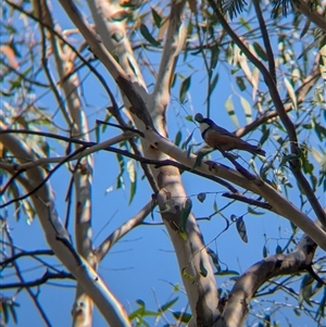 Pachycephala rufiventris at Porepunkah, VIC - 2 Mar 2025 11:20 AM