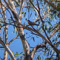 Pachycephala rufiventris at Porepunkah, VIC - 2 Mar 2025 11:20 AM