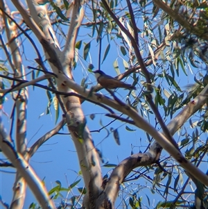 Pachycephala rufiventris at Porepunkah, VIC - 2 Mar 2025 11:20 AM