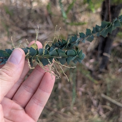 Acacia pravissima (Wedge-leaved Wattle, Ovens Wattle) at Porepunkah, VIC - 2 Mar 2025 by Darcy