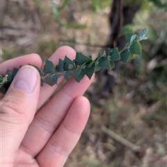 Acacia pravissima at Porepunkah, VIC - 2 Mar 2025 11:50 AM