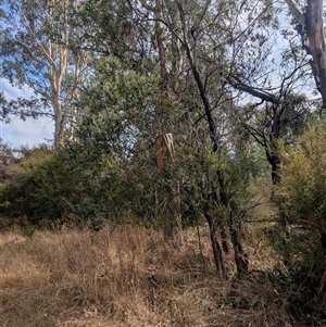 Acacia pravissima at Porepunkah, VIC - 2 Mar 2025 11:50 AM