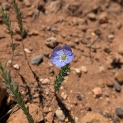 Linum marginale (Native Flax) at Hackett, ACT - 17 Mar 2025 by WalterEgo