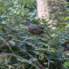 Ptilonorhynchus violaceus (Satin Bowerbird) at Bright, VIC - 2 Mar 2025 by Darcy