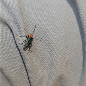 Chauliognathus tricolor at Bright, VIC - 2 Mar 2025 02:17 PM