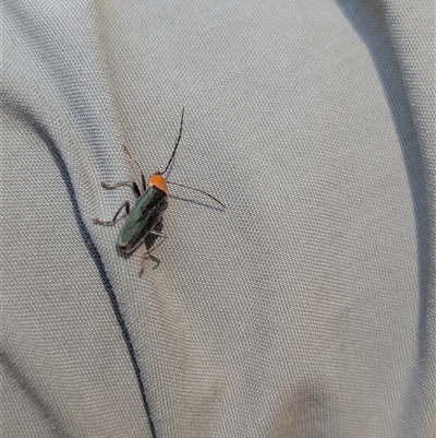 Chauliognathus tricolor (Tricolor soldier beetle) at Bright, VIC - 2 Mar 2025 by Darcy