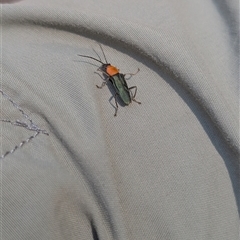 Chauliognathus tricolor at Bright, VIC - 2 Mar 2025 02:17 PM