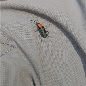 Chauliognathus tricolor at Bright, VIC - 2 Mar 2025 02:17 PM