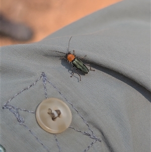 Chauliognathus tricolor at Bright, VIC - 2 Mar 2025 02:17 PM