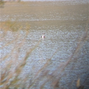 Podiceps cristatus at Buffalo River, VIC - 2 Mar 2025 04:28 PM