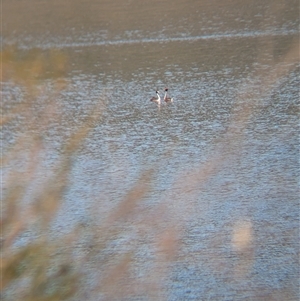 Podiceps cristatus at Buffalo River, VIC - 2 Mar 2025 04:28 PM