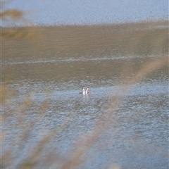 Podiceps cristatus at Buffalo River, VIC - 2 Mar 2025 04:28 PM