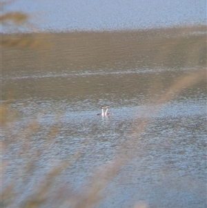 Podiceps cristatus at Buffalo River, VIC - 2 Mar 2025 04:28 PM