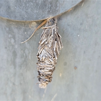 Psychidae (family) IMMATURE (Unidentified case moth or bagworm) at Symonston, ACT - 17 Mar 2025 by Mike