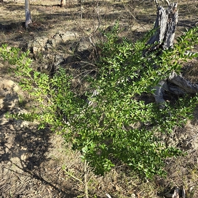 Ligustrum sinense (Narrow-leaf Privet, Chinese Privet) at Symonston, ACT - 17 Mar 2025 by Mike